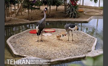 جشن تولد جوجه درنای تاج خاکستری آفریقایی 13