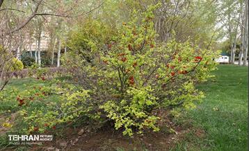 بوستان بانوان نرگس 34