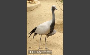 افتتاح اولین "باغچه خبر" در تهران 23