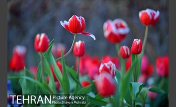 برج میلاد میزبان لاله های بهاری و تخم مرغ های رنگی 12