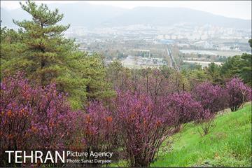 طبیعت بهاری پارک جنگلی لویزان‎  4