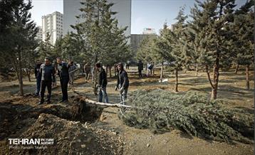 جابجایی اصولی 106 اصله درخت در منطقه 5 شهرداری 16