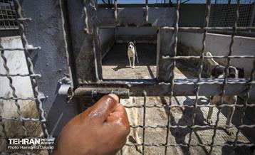 مهربانی با سگ های بدون صاحب 5