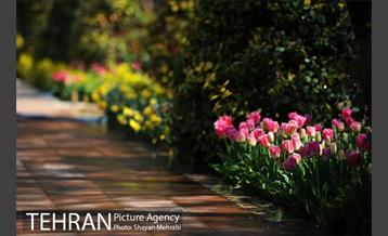 رویش گل های لاله در باغ ایرانی 9