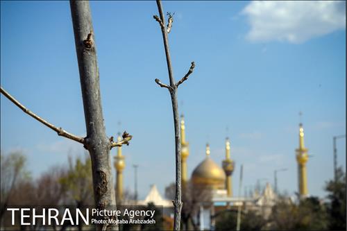 کاشت درخت میثاق در حرم امام خمینی 24