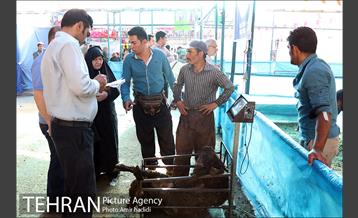 مراکز عرضه بهداشتی دام زنده 10