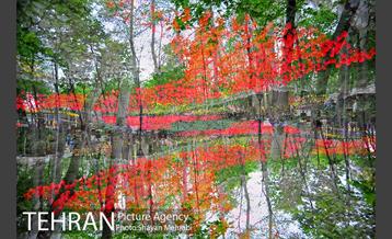 روش گل های لاله در باغ ایرانی 12