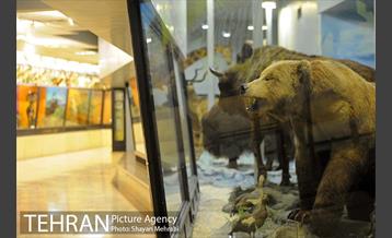 موزه حیات وحش پردیسان 28