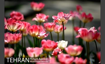 رویش گل های لاله در بوستان ملت 5