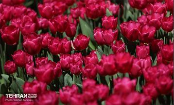 باغ ایرانی میزبان لاله‌ها 34