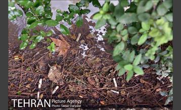 فیلتر سیگار زباله است 33