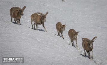 حیات وحش تهران  11