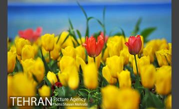 رویش گل لاله در پارک شهر 27