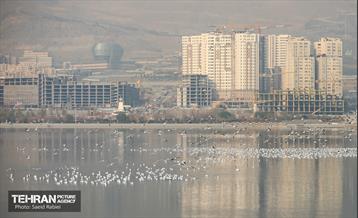 پرندگان مهاجر دریاچه چیتگر 40