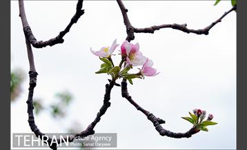 طبیعت بهاری بوستان سرخه حصار‎ 8