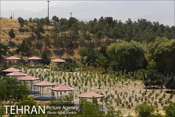 بوستان جنگلی یاس فاطمی 6