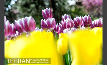 پیاده راه لاله مادران 4