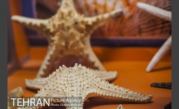 موزه علوم زمین 9