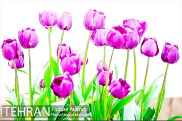 روش گل های لاله در باغ ایرانی 20