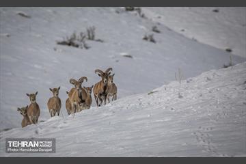 حیات وحش تهران  9