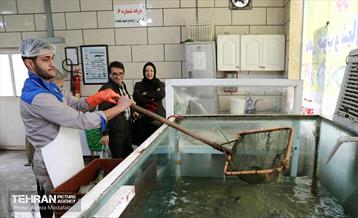 بازدید مدیرعامل سازمان تره‌وبار از میادین میوه 3