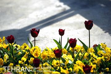 رویش گل های لاله در بوستان لاله 6