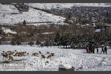 حیات وحش تهران  17