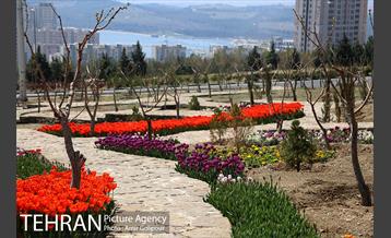 باغ گل لاله های ایرانی در بوستان آبشار تهران‎ 3