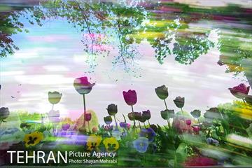 رویش گل های لاله در بوستان لاله 15