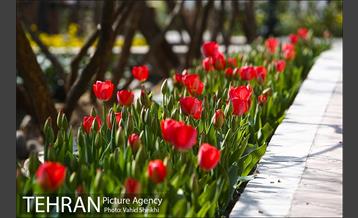 رویش گل های لاله در باغ ایرانی 24