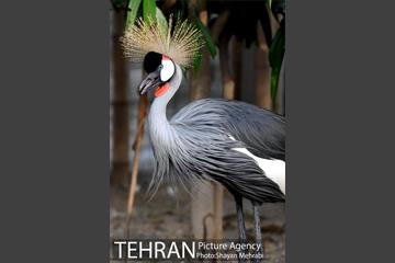 باغ پرندگان تهران 18