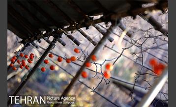 نخستین جشنواره خرمالو در روستای کشار سفلی 22