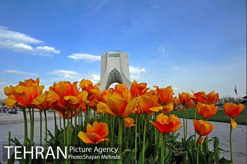 رویش گل های لاله در میدان آزادی 5