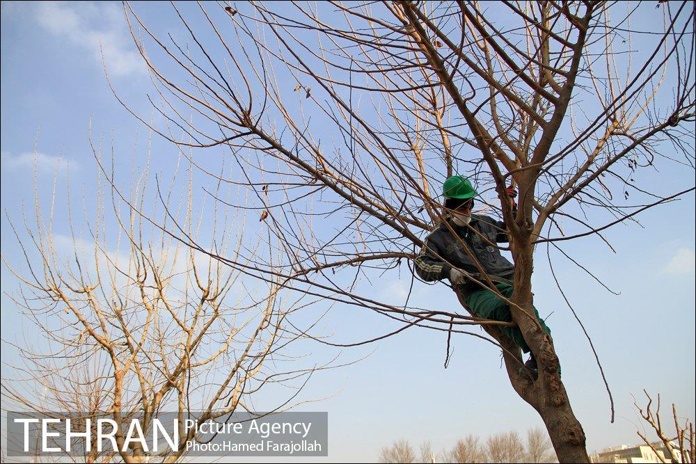 عملیات هرس درختان درمعابر و بوستانهای مناطق تهران 1