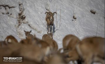 حیات وحش تهران  24