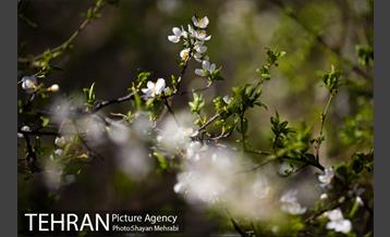 بهار در تهران 7