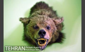 موزه حیات وحش هفت چنار 16