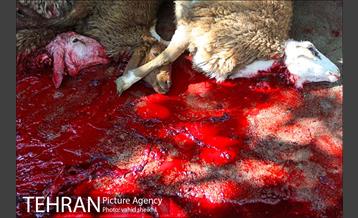 بازار فروش دام در محله طرشت به مناسبت عید قربان 20