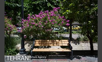 گل های توری 10