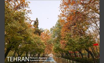 سمفونی برگ های پاییزی 8