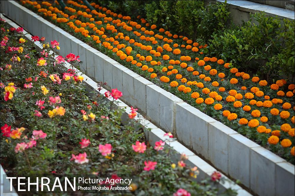 گلکاری در خیابان ولیعصر 17