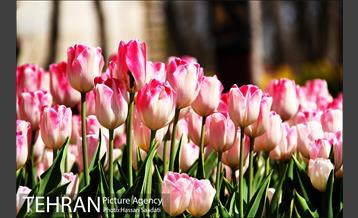 لاله های باغ راه فدک  9