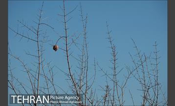 گنبد اینانج و برج نقاره خانه شهرری 29