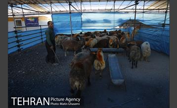 بازدید اصحاب رسانه از مراکز عرضه بهداشتی دام  12