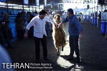 بازدید معاونین شهردار از جایگاه های عرضه دام زنده 13