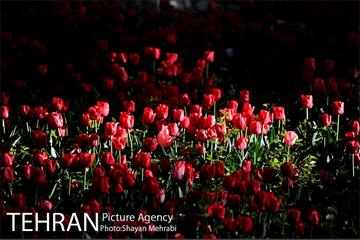 رویش گل های لاله در باغ ایرانی 4