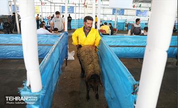 مرکز عرضه دام بهداشتی به مناسبت عید قربان 8