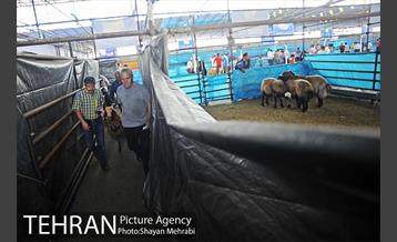 بازدید معاونین شهردار از جایگاه های عرضه دام زنده 21