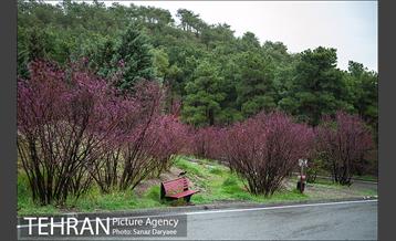 طبیعت بهاری پارک جنگلی لویزان‎  18
