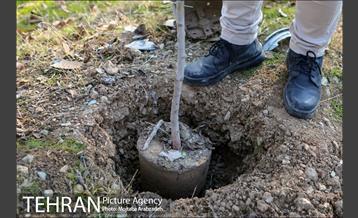 کاشت 2200 اصله نهال در بوستان جنگلی چیتگر 13